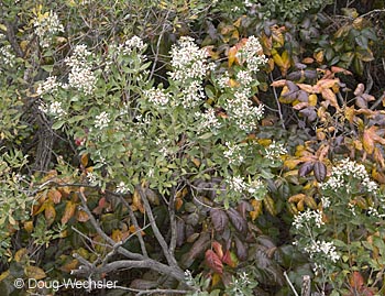 Groundsel Tree and Poison Ivy _A5E9353.jpg - Baccharis halimifolia and Toxicodendron radicans